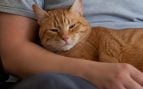 Gatos amasan