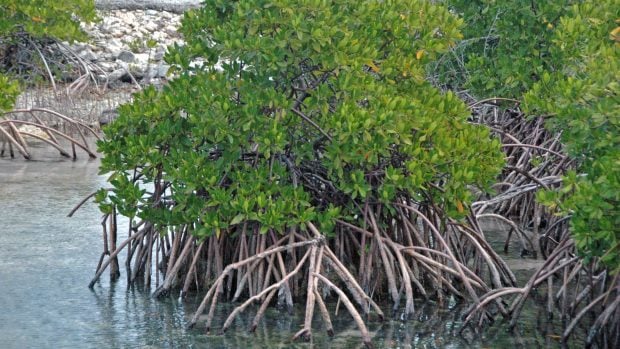 Mangle rojo (Rhizophora mangle) en la isla de San Salvador, Bahamas. Foto: James St. John - CC BY 2.0
