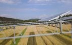 Paneles solares elevados sobre un cultivo en una planta agrivoltaica