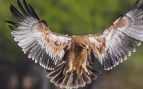 Un ejemplar joven de águila imperial ibérica (Aquila adalberti) en libertad, en Adamuz, Córdoba. Foto: José Antonio Lagier Martin - CC BY 3.0