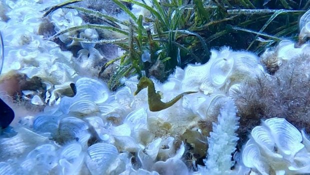 Un ejemplar de caballito de mar liberado en la isla de Sa Dragonera por el acuerdo entre Fundación Palma Aquarium y Banca March. Foto: Fundación Palma Aquarium.
