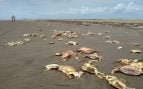 Caparazones de cangrejo en una playa