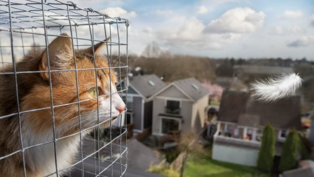 catio jaula