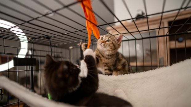 dos gatos en un catio
