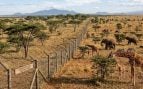 Un experimento de 18 años en la sabana africana demuestra el impacto de los grandes herbívoros en los árboles