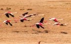 Flamencos emprendiendo el vuelo.