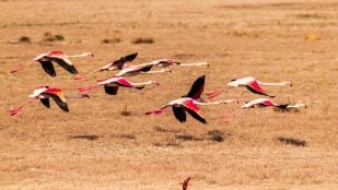 Flamencos emprendiendo el vuelo.