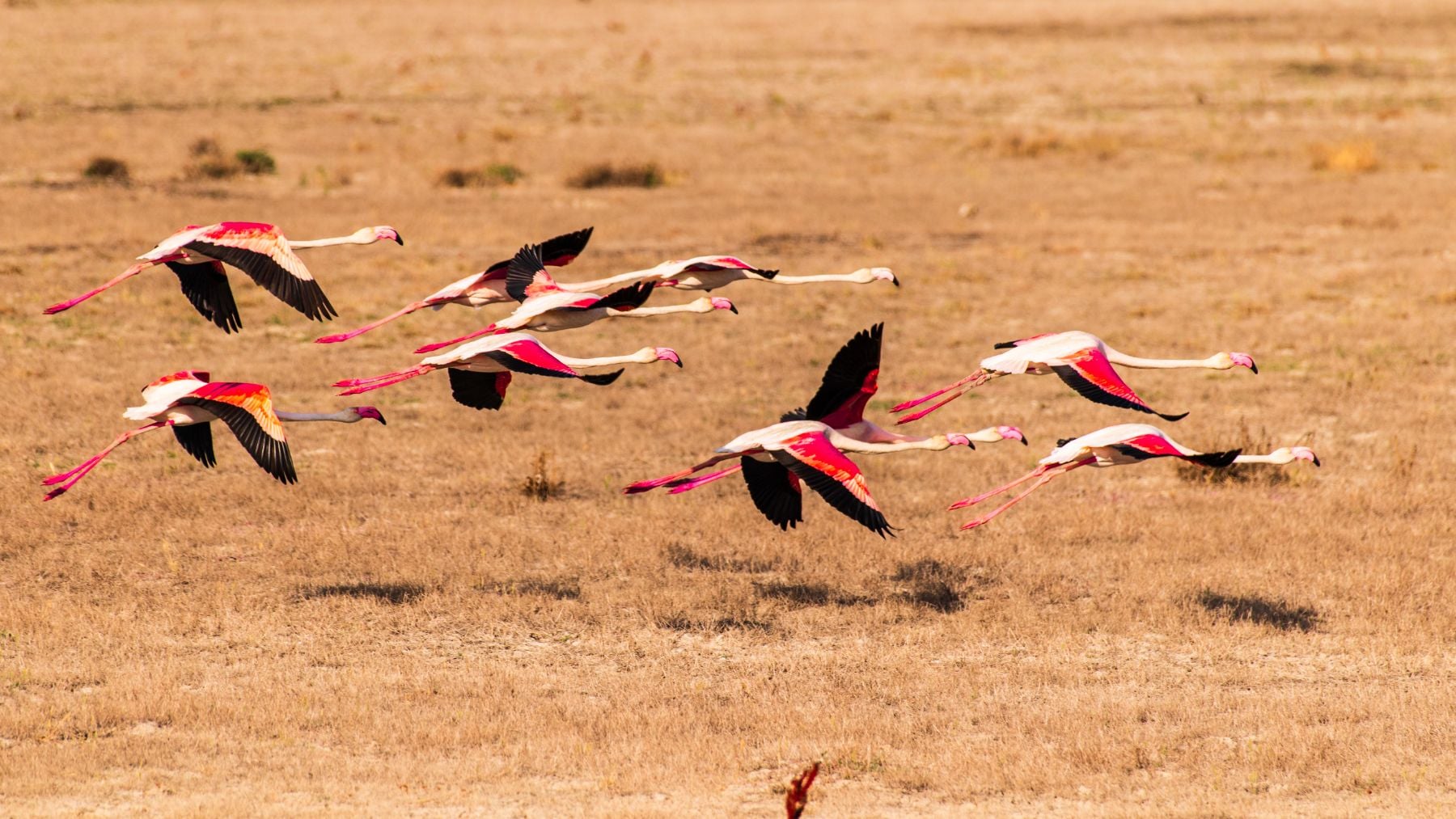 Flamencos emprendiendo el vuelo.
