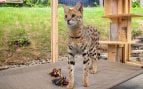 gato en un catio