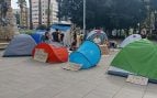 Palma acampada