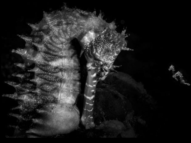 El fotógrafo francés Julien Anton ha ganado el Ocean Photographer of the Year por esta imagen. Foto: Julien Anton.