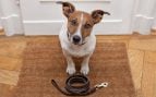 mascotas-casa-alquiler-decreto-maricarmen
