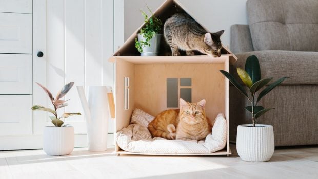 mascotas-gatos-casa-alquiler-decreto