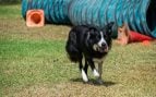 Perro, animal, mascota