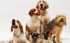 Perros, animales, mascotas
