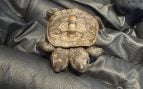 Cría de tortuga diamondback terrapin con dos cabezas, sostenida en una mano enguantada durante su ingreso al Cape Wildlife Center. Foto: Cape Wildlife Center - Facebook