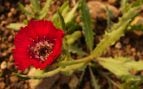 Centaurea tchihatcheffii, la «flor del amor» que solo sobrevive en Ankara