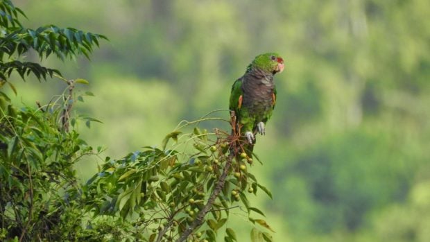 Amazona vin&aacute;cea (Amazona vinacea) fotografiada en Santa Catarina, Brasil, en marzo de 2026. Foto: Aline Fernanda Antunes - CC BY-SA 4.0