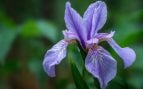 Planta, flora, curiosidades