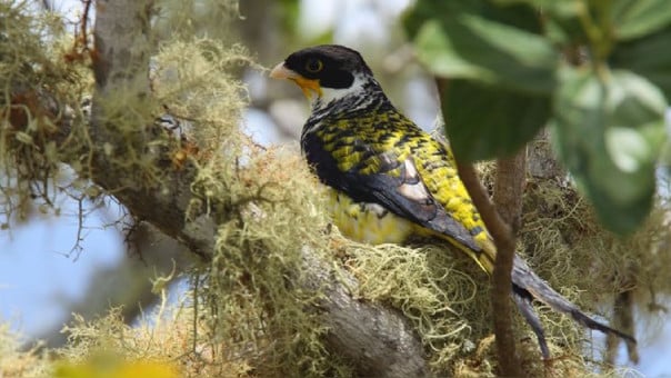 Un ejemplar de palkachupa (Phibalura boliviana) fotografiado por Asociaci&oacute;n Armon&iacute;a, la misma organizaci&oacute;n que lidera su conservaci&oacute;n en Bolivia y que la nota cita como fuente. Foto: Steve Huggins / Asociaci&oacute;n Armon&iacute;a - CC BY-SA 4.0