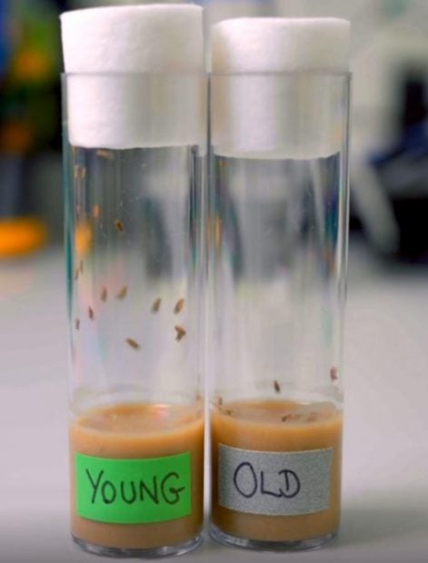 laboratorio longevidad