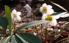 La planta que florece en los meses más fríos del año: es resistente a las heladas y la sequía, y dura décadas en el jardín