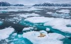 oso polar deshielo