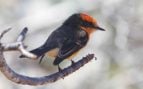 Un pájaro brujo (Pyrocephalus nanus) fotografiado en Playa Roja, isla Rábida, Galápagos. Foto: Lip Kee - CC BY-SA 2.0