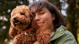 Perro, animales, mascotas