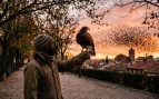 Plaga de estorninos
