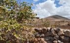 Finca ecológica en Tindaya, en el norte de Fuerteventura