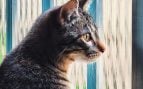 gatos ventana