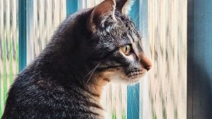 gatos ventana
