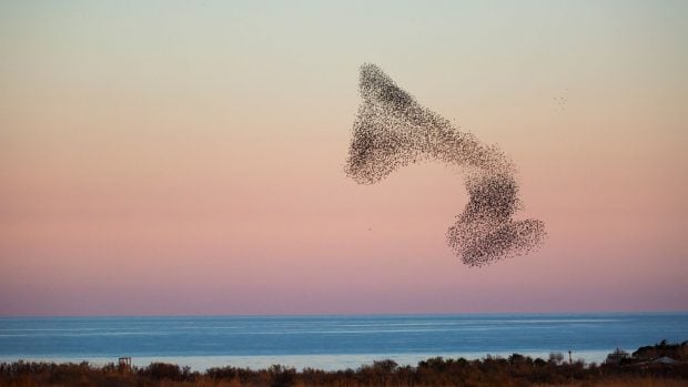 bandada de aves