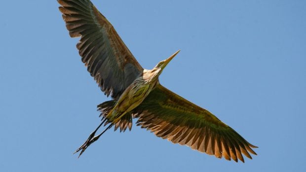 Botaurus stellaris.