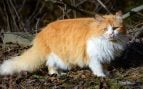 Fotografía de un gato persa de pelaje rojizo durante un paseo, en un día de sol. Foto: Andrew Siwiec (AS Photography) - CC BY 4.0