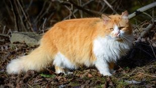 Fotografía de un gato persa de pelaje rojizo durante un paseo, en un día de sol. Foto: Andrew Siwiec (AS Photography) - CC BY 4.0
