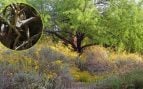 Un mezquite terciopelo, con plantas de incienso en flor que se sembraron solas en primer plano; en el recuadro, la ecóloga Juliet Stromberg, sonriente y con los brazos abiertos entre las ramas de un árbol. Fotos: Juliet Stromberg - julietstromberg.com
