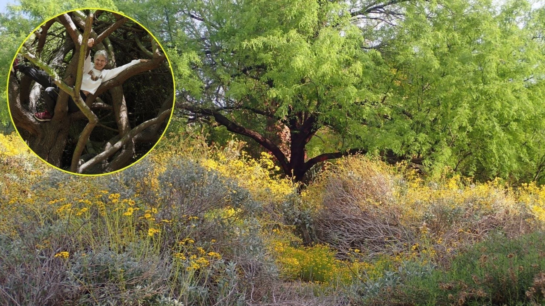 En 1998 una pareja de naturalistas compró una casa con parcela en Arizona: hoy tienen un bosque urbano con 162 especies de aves, 228 especies de insectos y hasta un hongo desconocido para la ciencia