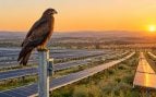 Milano negro, ave, animales, especie, naturaleza