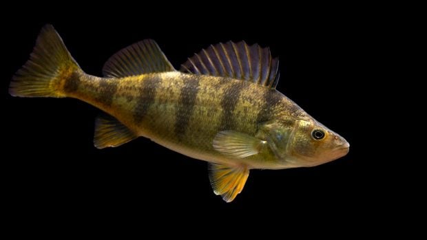 Un ejemplar de perca amarilla (Perca flavescens), fotografiado en el Criadero Nacional de Peces de Gavins Point, en Yankton (Dakota del Sur). Foto: Sam Stukel (USFWS) - Dominio público