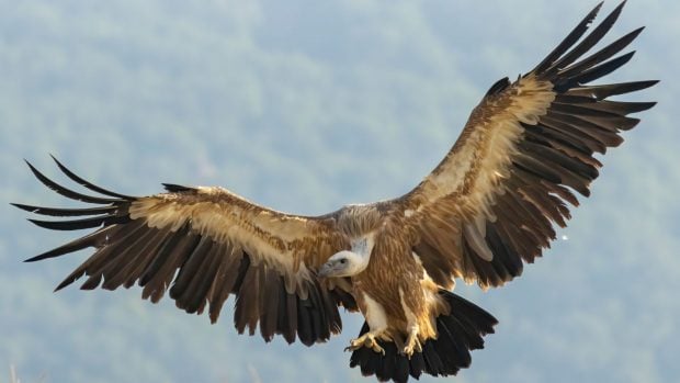 buitre leonado (Gyps fulvus)