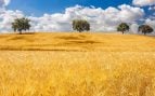 campo sevilla
