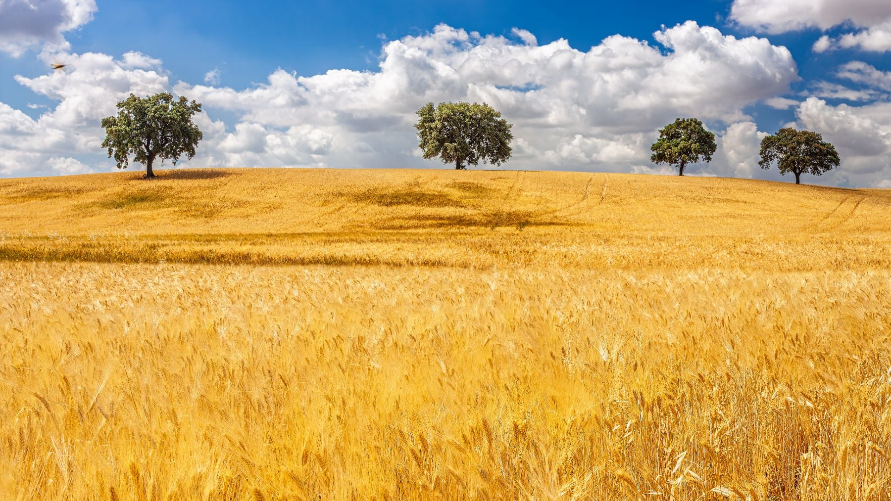 Campo en Sevilla durante el verano.