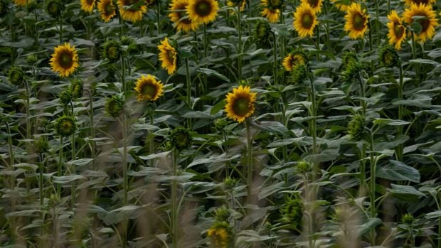 Girasoles