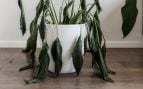 Hojas de la planta