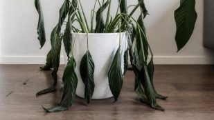Hojas de la planta