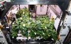 Pimientos creciendo en la Estación Espacial Internacional en 2021