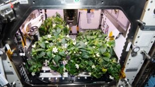 Pimientos creciendo en la Estación Espacial Internacional en 2021