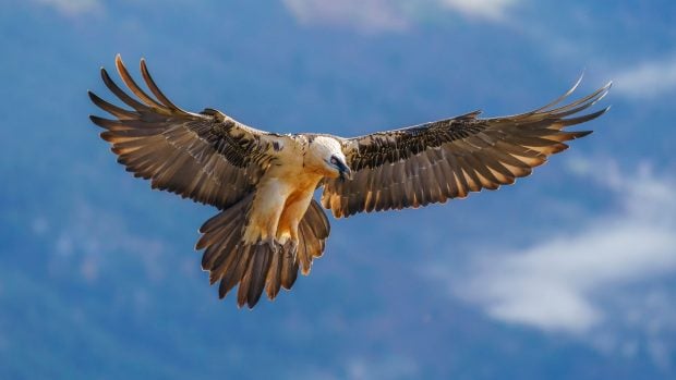 Quebrantahuesos Gypaetus barbatus